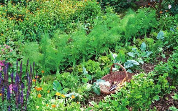 un lit avec des herbes utiles