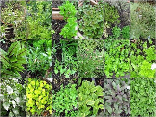 herbes utiles dans le jardin