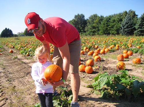 Una calabaza entera madura se puede almacenar para un almacenamiento a largo plazo.