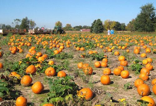 La citrouille des variétés à âme dure mûrit