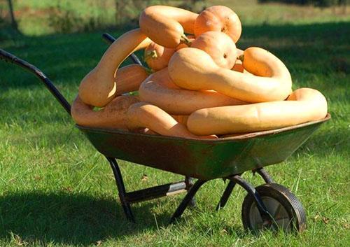 Cosecha de calabaza de madurez tardía