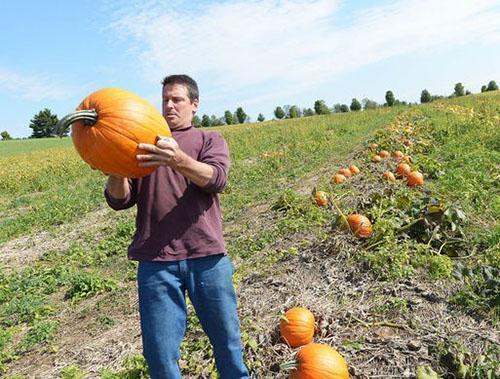 Determinar la madurez de la calabaza.