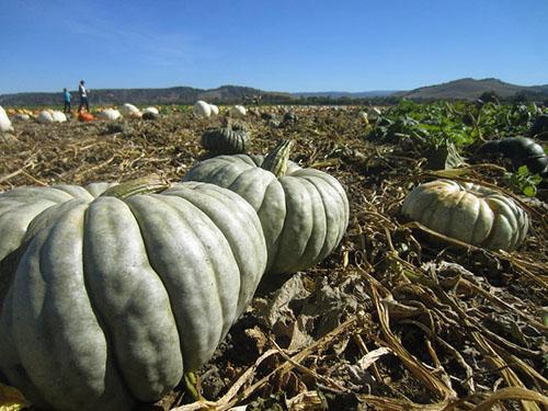 Algunas variedades de calabaza cambian el color de la corteza cuando están maduras.