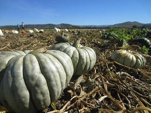 Certaines variétés de citrouilles changent la couleur de l'écorce à maturité.