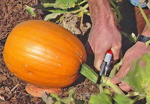 La récolte des citrouilles s'effectue par temps chaud et ensoleillé