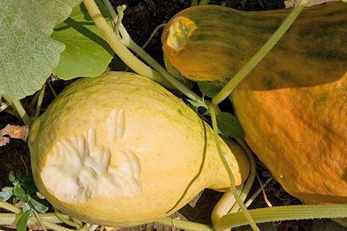 La calabaza con daño mecánico no se almacena.