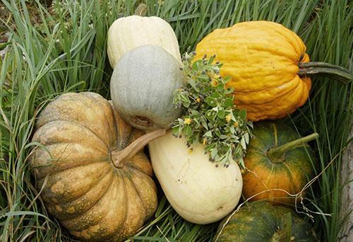 Cosecha de calabaza