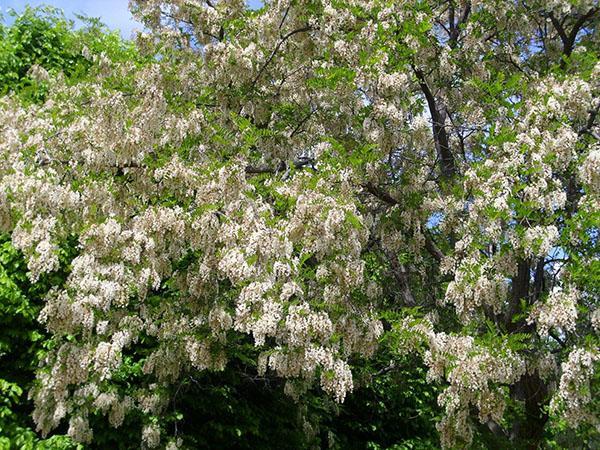 l'acacia fleurit fin mai