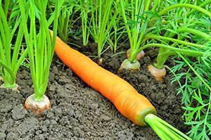 Planter des carottes dans le pays