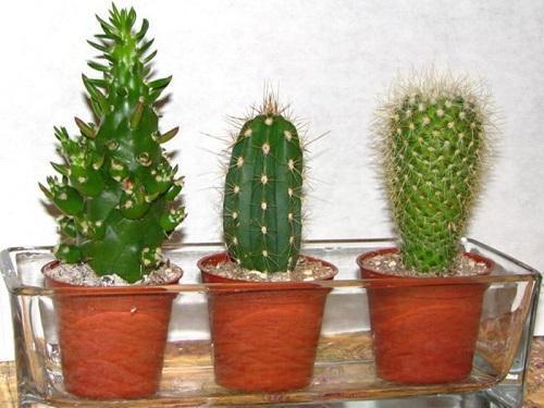 cactus en una paleta