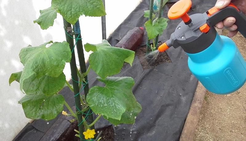 traitement des plantes
