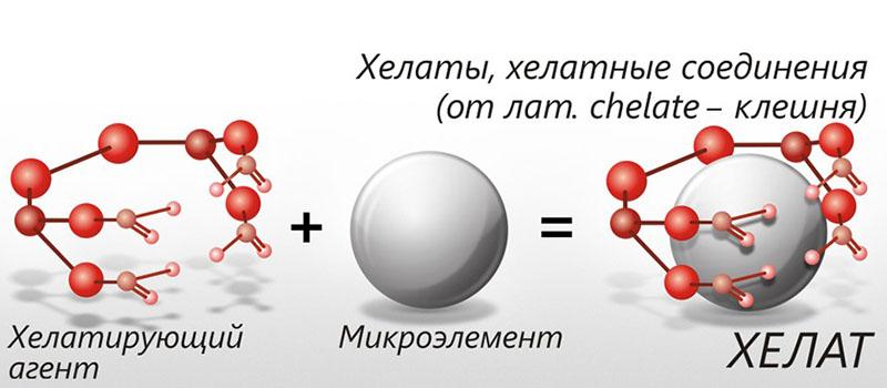 composés chélatés