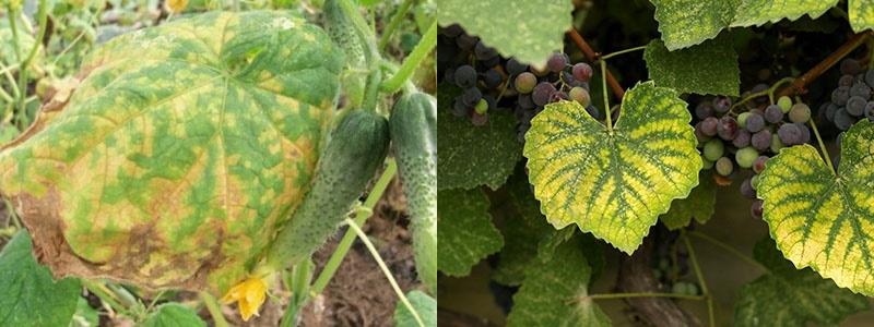 plantes malades