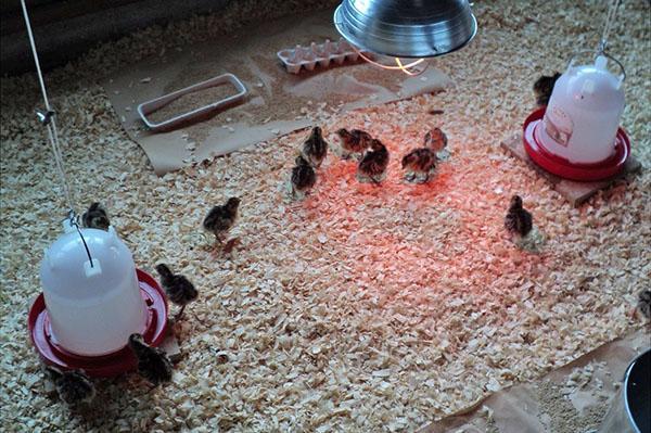 Garder de petits poussins