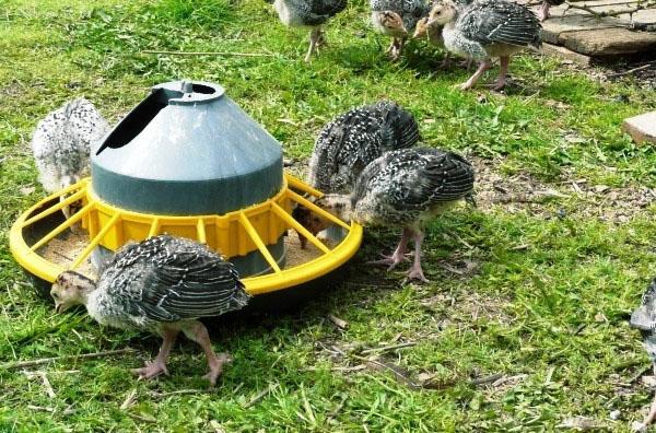 Dans l'alimentation des dindonneaux, les verts doivent être présents.
