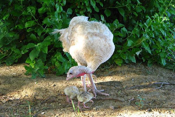 Para criar crías saludables de pavos, es necesario establecer su nutrición adecuada.