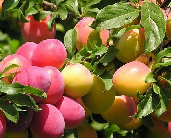 frutas bajas en calorías