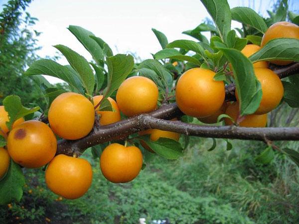 prune cerise saine parfumée