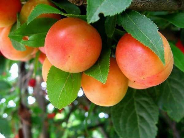 ciruela cereza para adelgazar