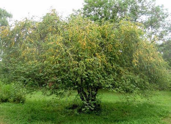 ciruela cereza en el jardín