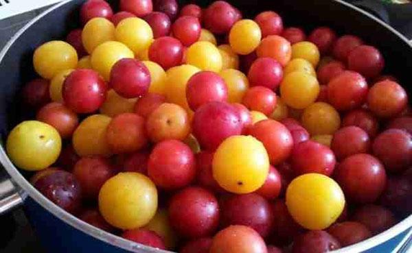 récolte de prunes cerises