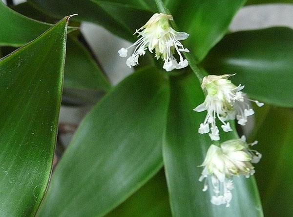 fleurs de moustache dorées