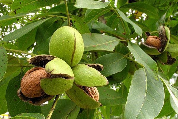 las nueces maduran