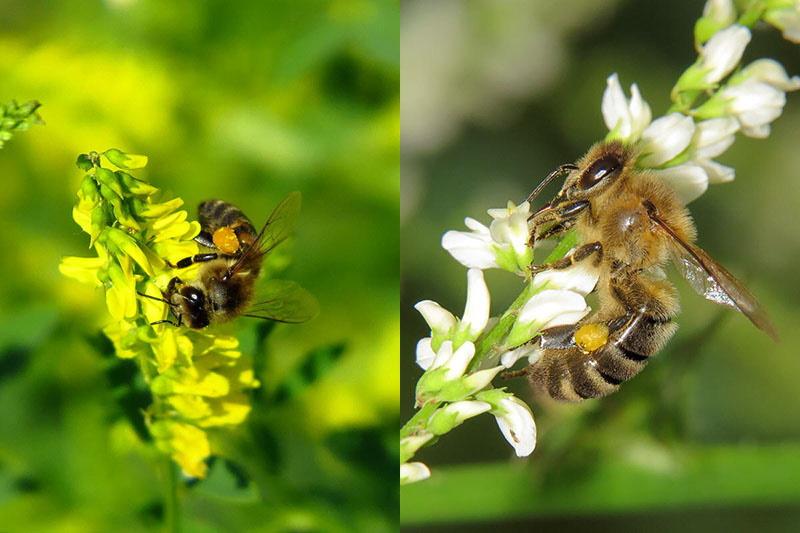 les abeilles récoltent le nectar de mélilot