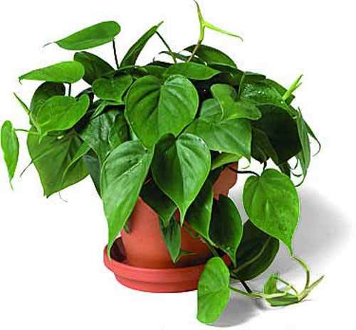 philodendron