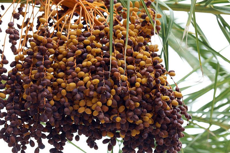 dattes de fruits sur l'arbre