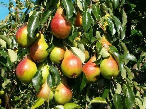 fruits parfumés et sains