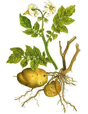 Toutes les parties des pommes de terre sont utilisées comme remède.