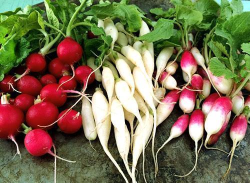 Radis sain dans le jardin