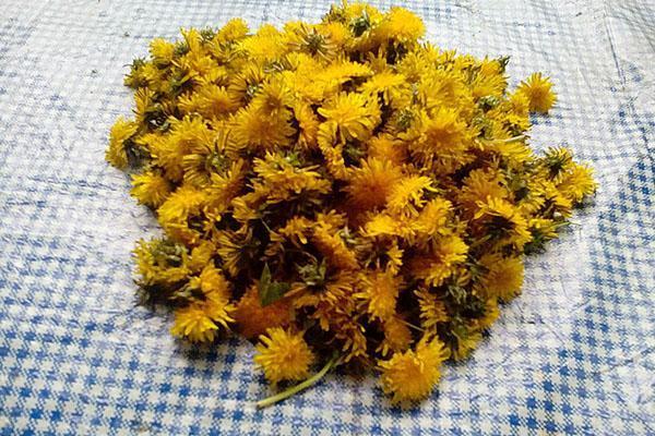 fleurs de pissenlit pour le miel