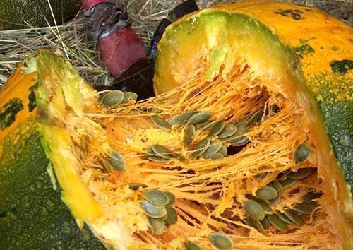 Las semillas de calabaza son ricas en zinc y fitosterol.