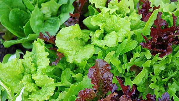 salade