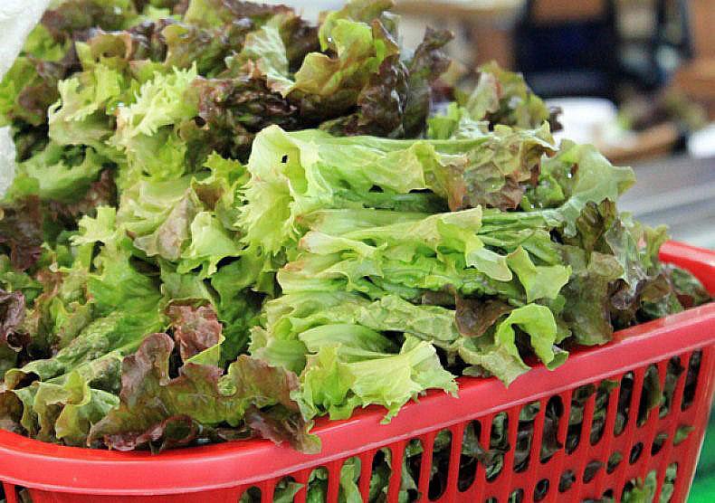 les hommes ont besoin de manger de la laitue