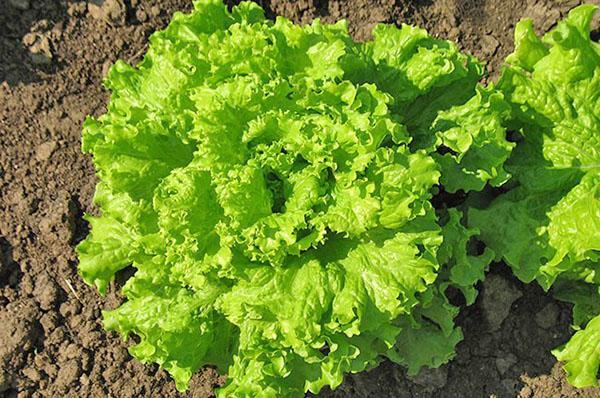 los beneficios y daños de la lechuga