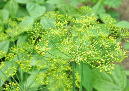 Inflorescences parapluie d'aneth