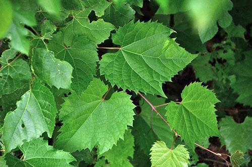 Las hojas de parra se utilizan para las enfermedades femeninas.
