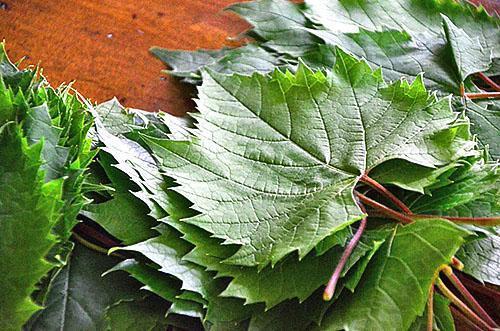 Feuilles de vigne adaptées au décapage