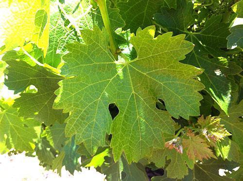 Feuilles de vigne