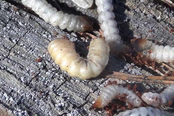 larvas de escarabajo de la corteza