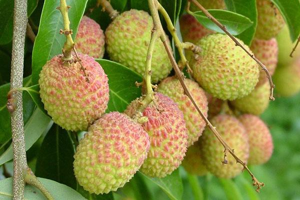 frutos de lichi maduran