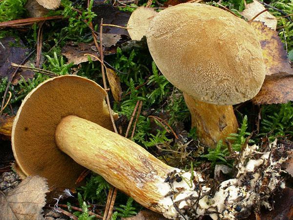 boletus amarillo-marrón