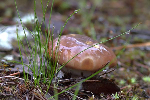 propiedades medicinales del aceite