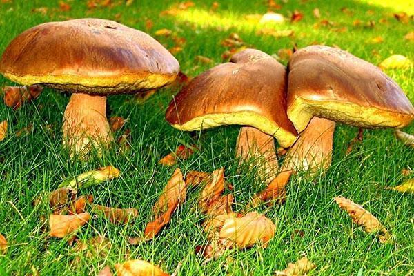 boletus comestible