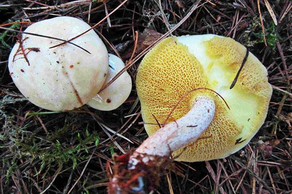boletus blanco