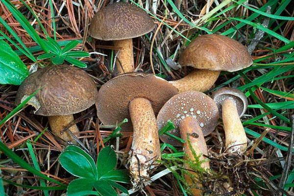 boletus de cedro