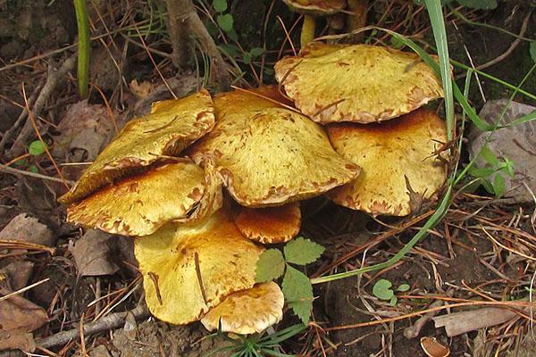 Boletus siberiano